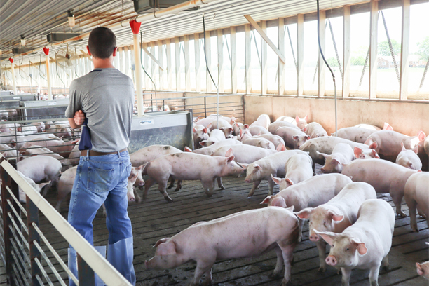 man standing in hog barn