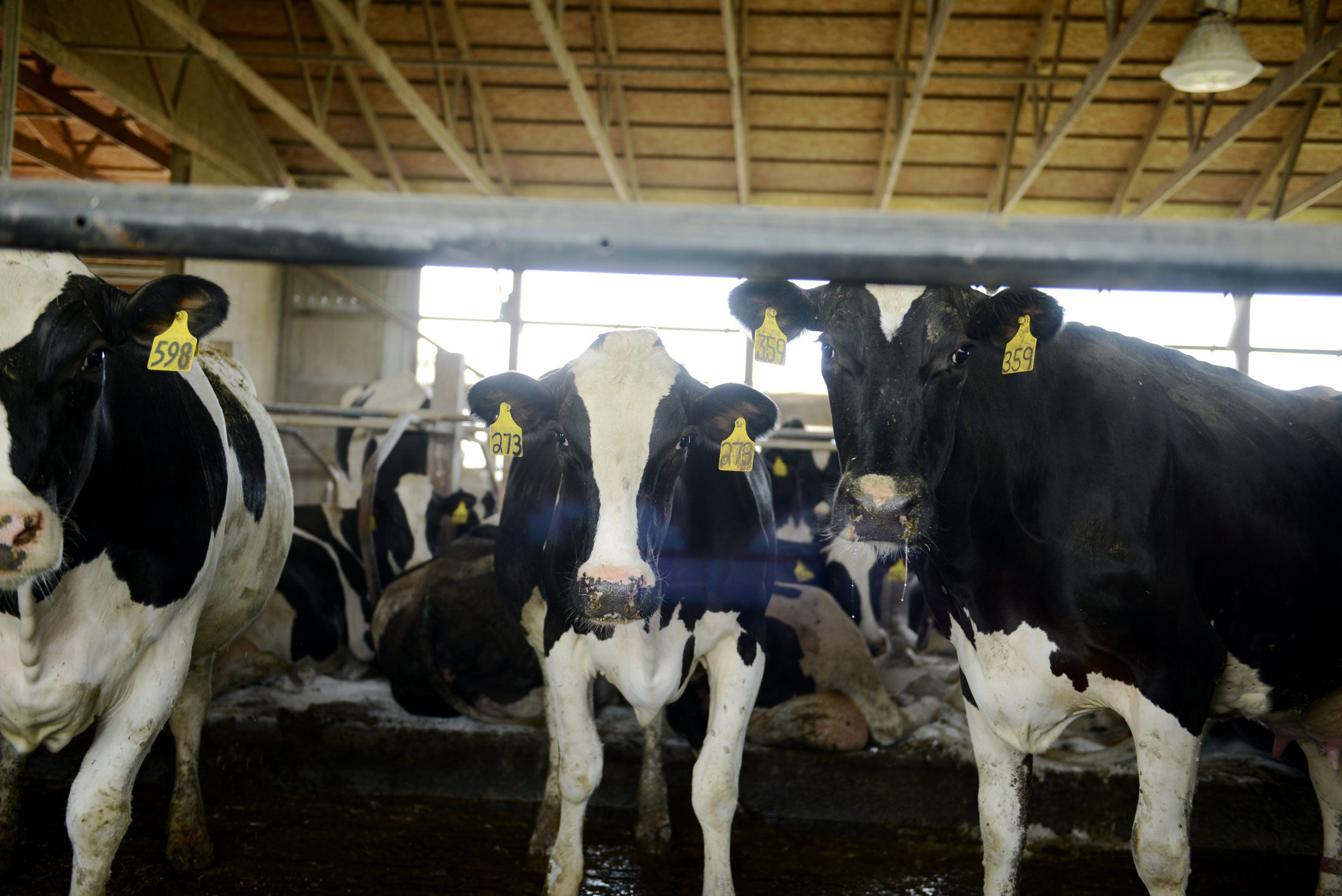 cows looking at camera